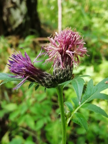 Serratula coronata