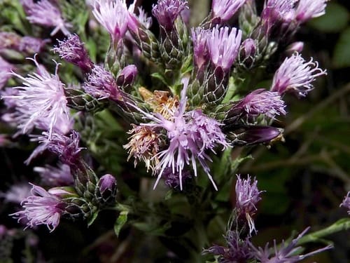 Serratula tinctoria (Saw-wort) — photo