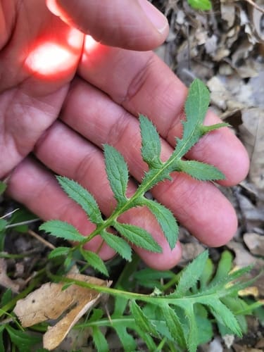 Serratula tinctoria (Saw-wort) — photo