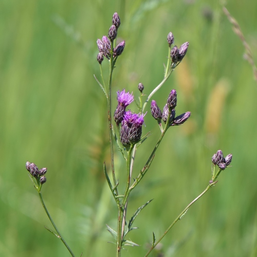 Serratula tinctoria