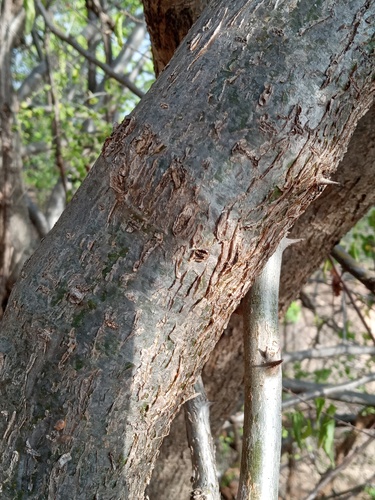 Sesamothamnus busseanus (Sesame bush) — photo