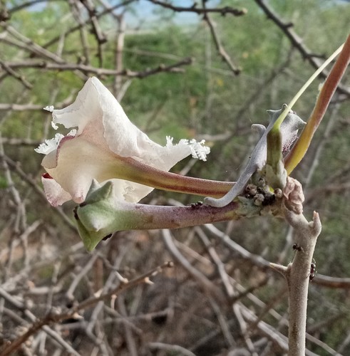 Sesamothamnus busseanus