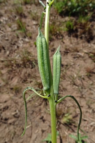 Sesamum alatum (Winged sesame) — photo