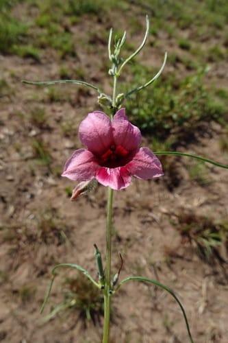 Sesamum alatum (Winged sesame) — photo