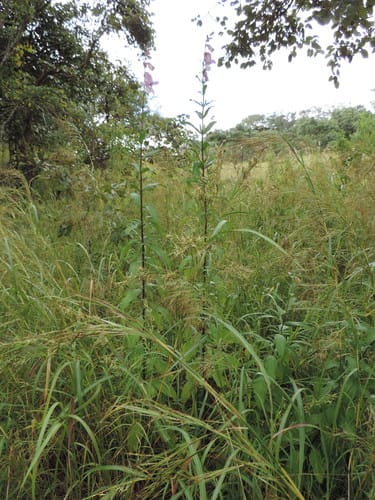 Sesamum angolense — photo