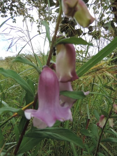 Sesamum angolense — photo
