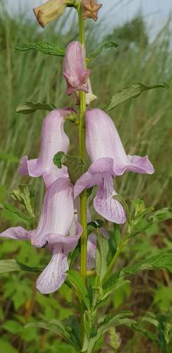 Sesamum angolense