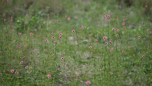 Sesamum calycinum