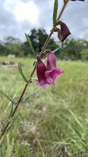Sesamum calycinum subsp. angustifolium