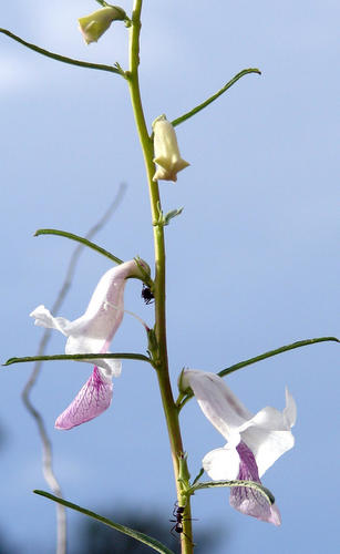 Sesamum calycinum subsp. angustifolium (Wild simsim) — photo