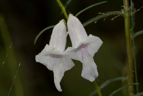 Sesamum calycinum (Rose-pink sesame) — photo