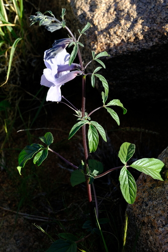 Sesamum capense (Wild foxglove) — photo