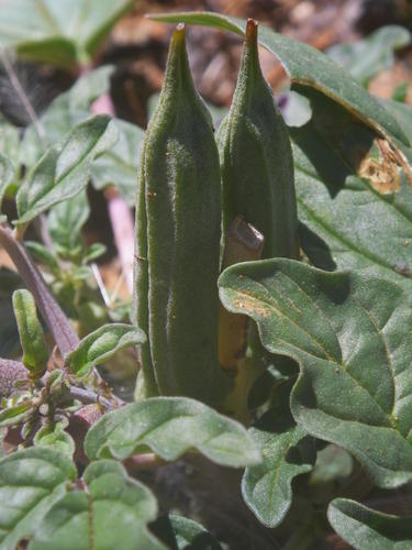 Sesamum capense