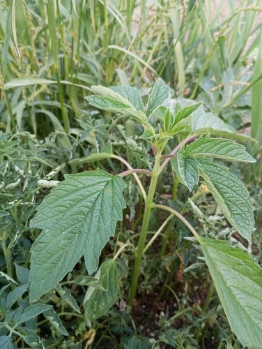 Sesamum indicum (Sesame) — photo