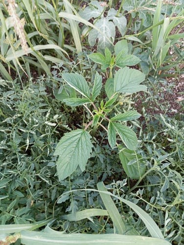 Sesamum indicum (Sesame) — photo