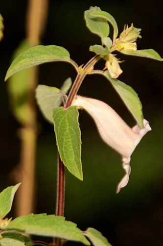 Sesamum latifolium