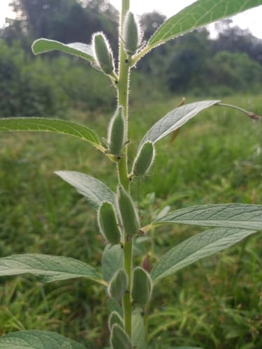 Sesamum radiatum (Black beniseed) — photo