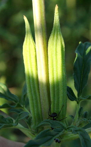 Sesamum triphyllum (Thunderbolt flower) — photo