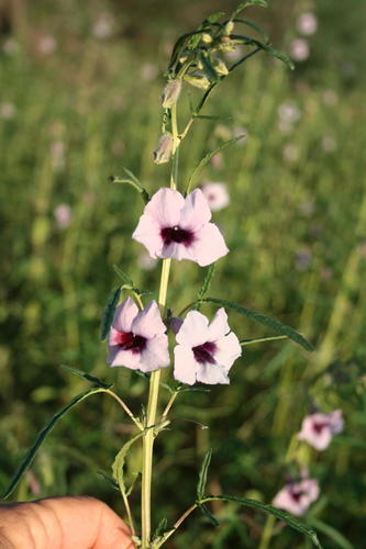 Sesamum triphyllum (Thunderbolt flower) — photo