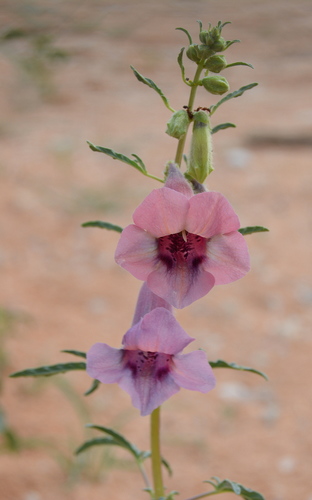 Sesamum triphyllum