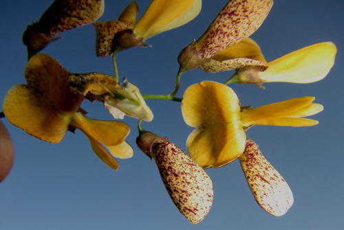 Sesbania aculeata — photo