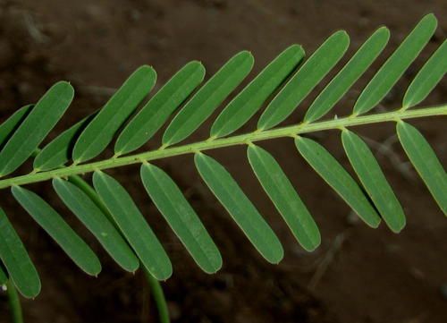 Sesbania aculeata — photo