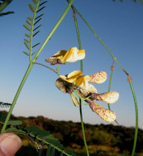 Sesbania aculeata