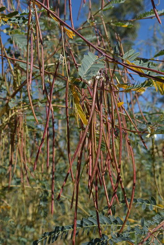 Sesbania benthamiana (Sesbania pea) — photo