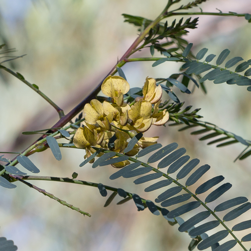 Sesbania benthamiana (Sesbania pea) — photo