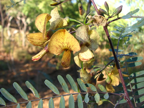 Sesbania benthamiana