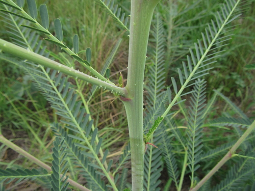 Sesbania bispinosa (Spiny Sesbania) — photo
