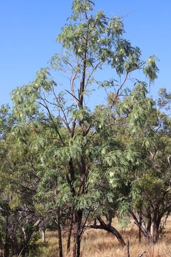 Sesbania formosa (White pea bush) — photo