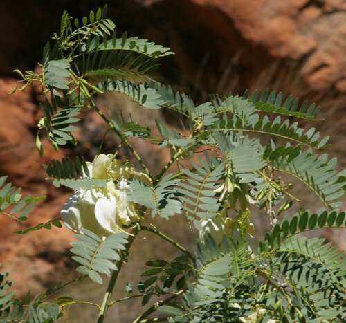Sesbania formosa (White pea bush) — photo