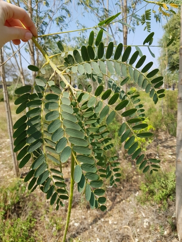 Sesbania grandiflora (Sesbania) — photo