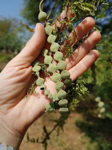 Sesbania grandiflora (Sesbania) — photo