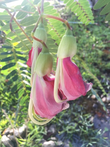 Sesbania Sesbania Grandiflora Edible Plant Edible Plant Database Sesbania Sesbania Grandiflora Edible Plant Edible Plant Database