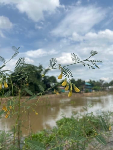 Sesbania javanica — photo
