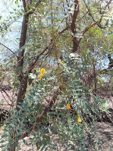 Sesbania longifolia — photo