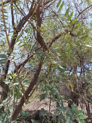 Sesbania longifolia — photo