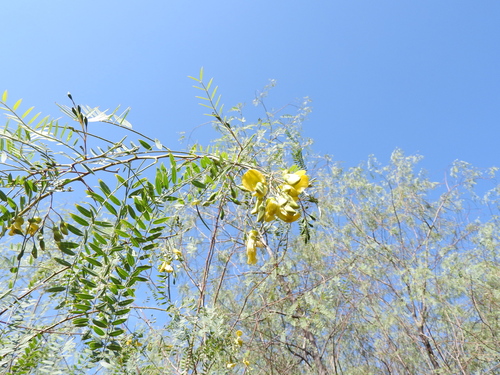 Sesbania longifolia