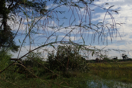 Sesbania microphylla — photo