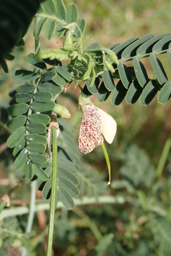 Sesbania microphylla