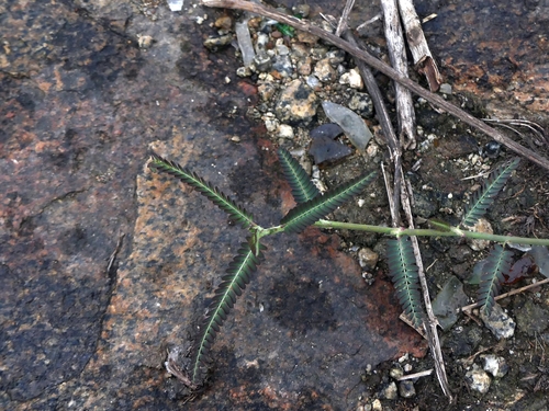 Sesbania procumbens