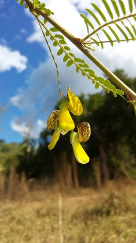 Sesbania rostrata