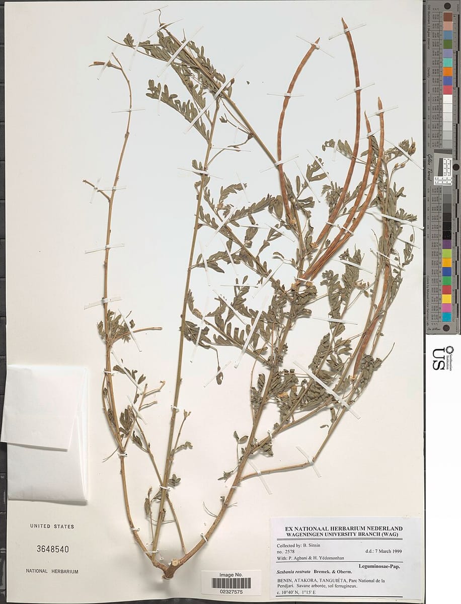 Sesbania rostrata (Rostrate sesbania) — photo