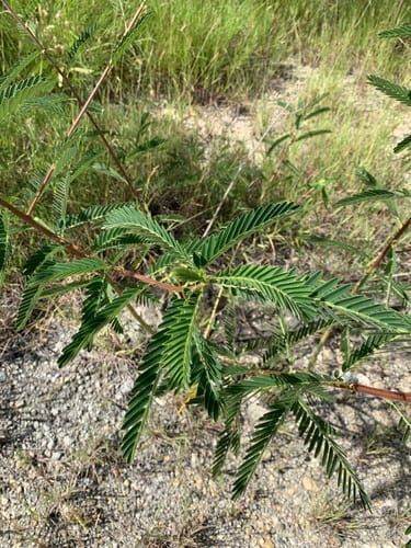 Sesbania sericea (Silky sesban) — photo