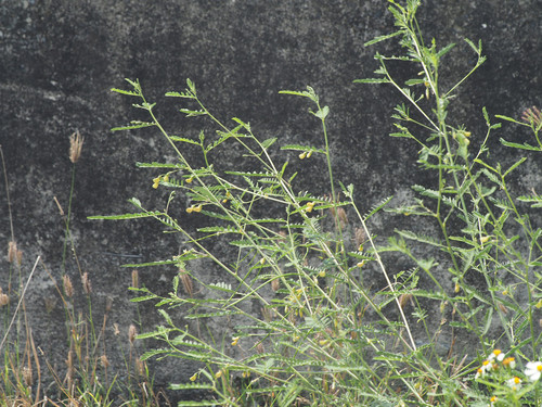 Sesbania sesban (Egyptian sesban) — photo