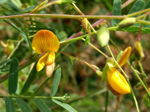 Sesbania sesban (Egyptian sesban) — photo