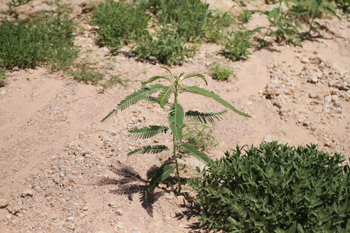 Sesbania sphaerosperma