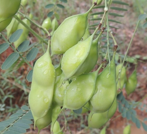 Sesbania vesicaria (Bagpod) — photo